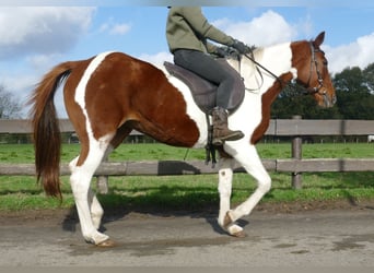 Altre razze, Giumenta, 8 Anni, 149 cm, Pezzato