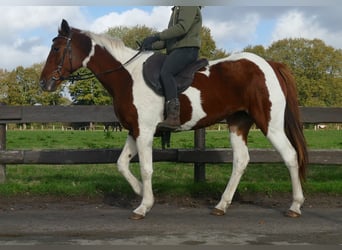 Altre razze, Giumenta, 8 Anni, 149 cm, Pezzato