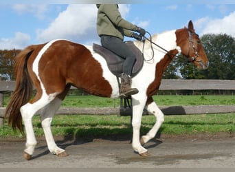 Altre razze, Giumenta, 8 Anni, 149 cm, Pezzato