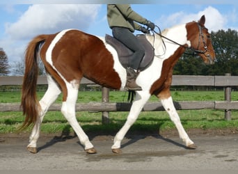 Altre razze, Giumenta, 8 Anni, 149 cm, Pezzato