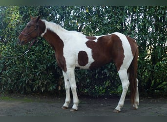 Altre razze, Giumenta, 8 Anni, 149 cm, Pezzato