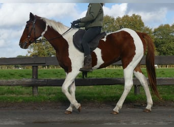 Altre razze, Giumenta, 8 Anni, 149 cm, Pezzato