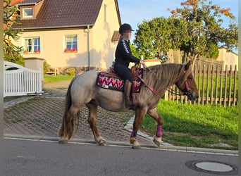 Altre razze Mix, Giumenta, 8 Anni, 153 cm, Roano rosso
