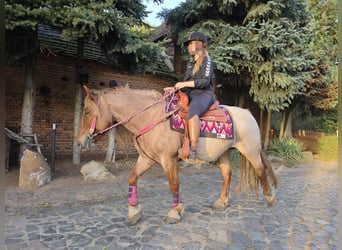 Altre razze Mix, Giumenta, 8 Anni, 153 cm, Roano rosso