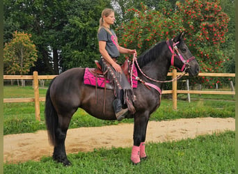 Altre razze, Giumenta, 8 Anni, 154 cm, Morello