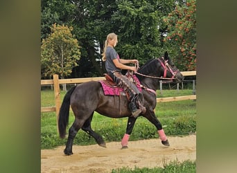 Altre razze, Giumenta, 8 Anni, 154 cm, Morello