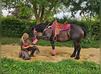 Altre razze, Giumenta, 8 Anni, 154 cm, Morello