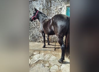 Altre razze, Giumenta, 8 Anni, 155 cm, Morello