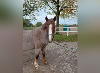 Altre razze Mix, Giumenta, 8 Anni, 155 cm, Sauro