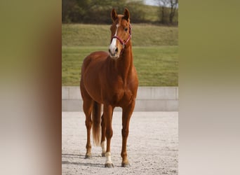 Altre razze, Giumenta, 8 Anni, 157 cm, Sauro