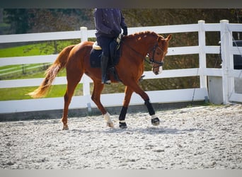 Altre razze, Giumenta, 8 Anni, 157 cm, Sauro