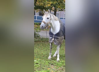 Altre razze, Giumenta, 8 Anni, 164 cm, Grigio