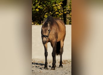 Altre razze, Giumenta, 8 Anni, 164 cm, Pelle di daino