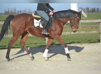 Altre razze, Giumenta, 8 Anni, 165 cm, Baio