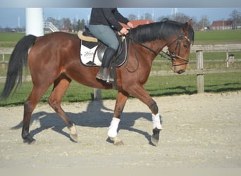 Altre razze, Giumenta, 8 Anni, 165 cm, Baio