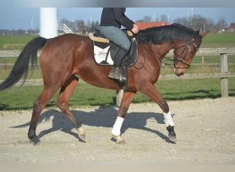 Altre razze, Giumenta, 8 Anni, 165 cm, Baio