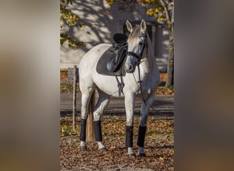 Altre razze, Giumenta, 8 Anni, 165 cm, Grigio