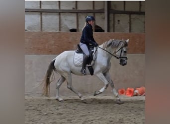 Altre razze, Giumenta, 8 Anni, 165 cm, Grigio