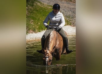 Altre razze, Giumenta, 8 Anni, 168 cm, Palomino