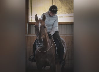 Altre razze, Giumenta, 8 Anni, 168 cm, Palomino