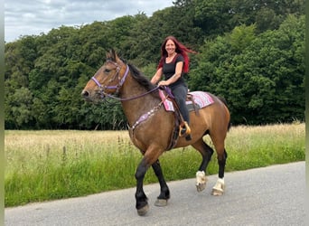 Altre razze, Giumenta, 8 Anni, 173 cm, Baio