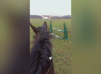 Altre razze, Giumenta, 8 Anni, Baio scuro