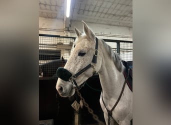 Altre razze, Giumenta, 8 Anni, Grigio