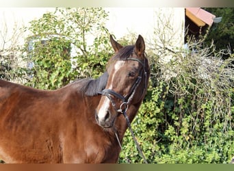 Altre razze, Giumenta, 9 Anni, 157 cm, Baio