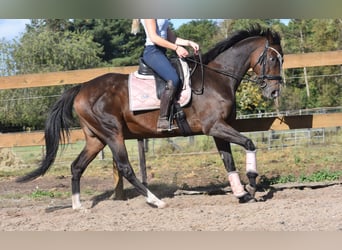 Altre razze, Giumenta, 9 Anni, 162 cm, Baio scuro