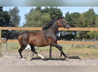 Altre razze, Giumenta, 9 Anni, 162 cm, Baio scuro