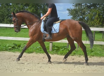 Altre razze, Giumenta, 9 Anni, 164 cm, Baio