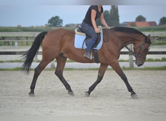 Altre razze, Giumenta, 9 Anni, 164 cm, Baio