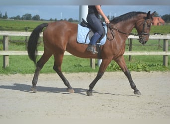 Altre razze, Giumenta, 9 Anni, 164 cm, Baio