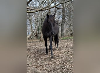 Altre razze, Giumenta, 9 Anni, 165 cm, Baio nero
