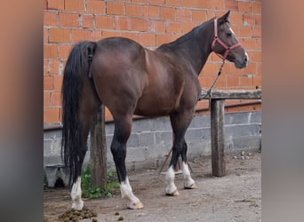 Altre razze, Giumenta, 9 Anni