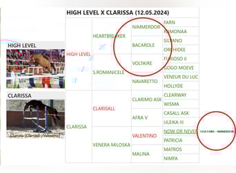 Altre razze Mix, Giumenta, Puledri (05/2025), 125 cm, Baio