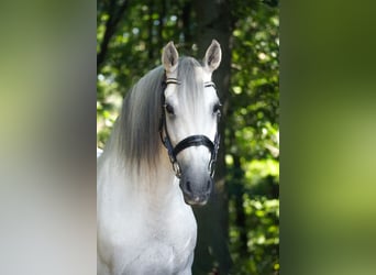 Altre razze, Stallone, 12 Anni, 158 cm, Grigio