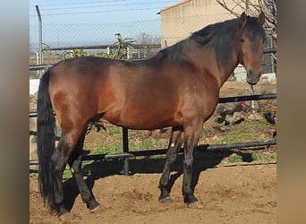 Altre razze Mix, Stallone, 13 Anni, 164 cm, Baio ciliegia