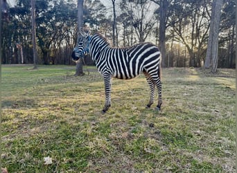 Altre razze, Stallone, 1 Anno, 102 cm