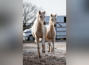 Altre razze, Stallone, 1 Anno, 106 cm, Palomino