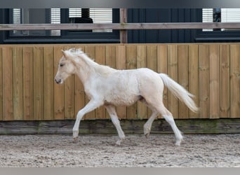 Altre razze, Stallone, 1 Anno, 106 cm, Palomino