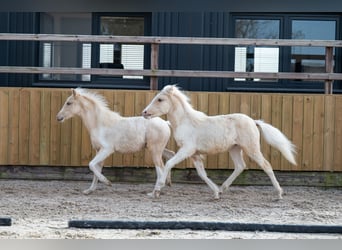 Altre razze, Stallone, 1 Anno, 106 cm, Palomino