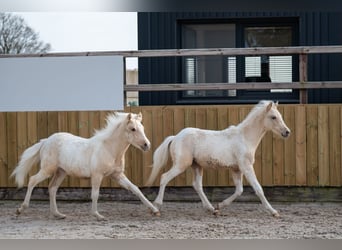 Altre razze, Stallone, 1 Anno, 106 cm, Palomino