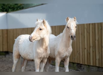Altre razze, Stallone, 1 Anno, 106 cm, Palomino
