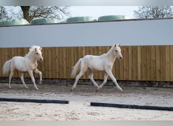 Altre razze, Stallone, 1 Anno, 106 cm, Palomino