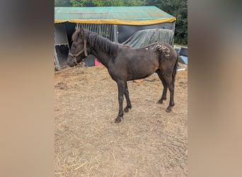 Altre razze, Stallone, 1 Anno, 125 cm, Pearl