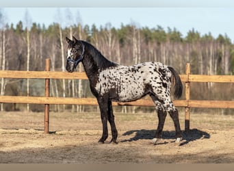 Altre razze Mix, Stallone, 1 Anno, 165 cm, Leopard