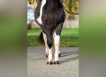 Altre razze, Stallone, 2 Anni, 116 cm, Pezzato