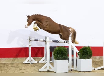 Altre razze, Stallone, 2 Anni, 135 cm, Sauro