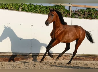 Altre razze, Stallone, 2 Anni, 155 cm, Baio